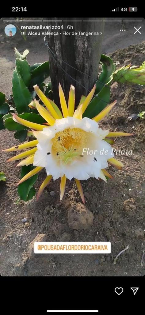 Pousada Flor Do Rio การาอิวา ภายนอก รูปภาพ